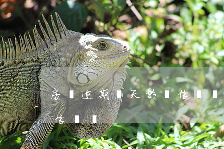 房貸逾期幾天影響信譽嗎(房貸逾期幾天影響信譽嗎)