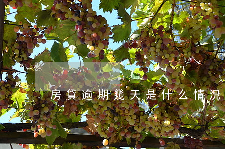 房貸逾期幾天是什么情況(房貸逾期了幾天)
