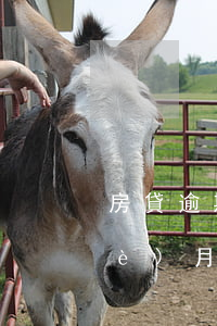 房貸逾期幾天會罰息(房貸逾期罰息每個(gè)月都要交的嗎)