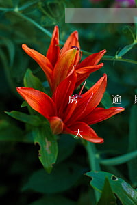 房貸逾期幾次以后問題嗎(房貸逾期兩次影響大嗎)