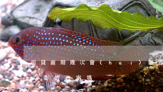 房貸逾期幾次會(huì)影響政審(逾期一次影響政審嗎)