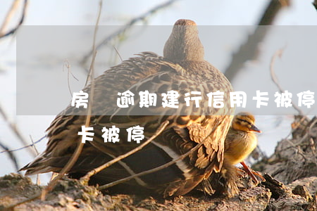 房貸逾期建行信用卡被停(房貸逾期建行信用卡被停)