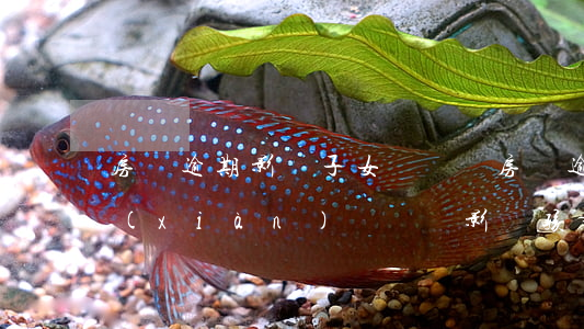 房貸逾期影響子女讀書嗎(房貸逾期征信出現(xiàn)問題會影響孩子上大學嗎)