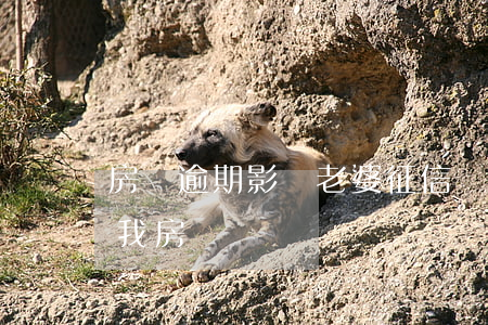 房貸逾期影響老婆征信嗎(老婆信用逾期影響我房貸嗎)
