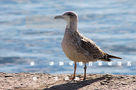 房貸逾期征信五年(征信五年之內(nèi)有兩次逾期)