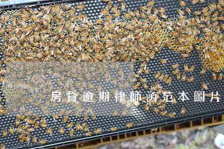 房貸逾期律師函范本圖片