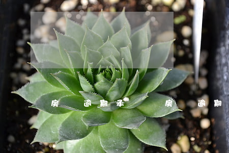 房貸逾期承諾書(房貸逾期承諾書怎么寫)