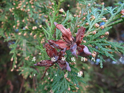 房貸逾期收到判決書(shū)可以調(diào)解嗎