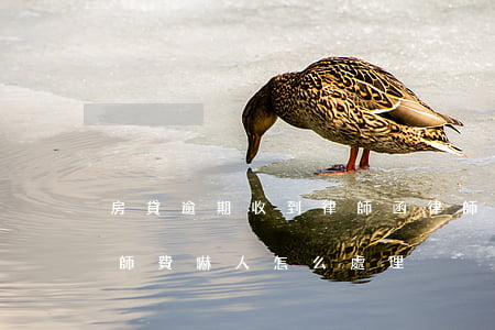 房貸逾期收到律師函律師費嚇人 房貸逾期律師費嚇人怎么處理