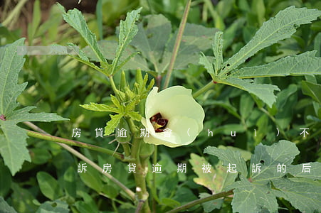 房貸逾期會(huì)不會(huì)被起訴(房貸逾期被起訴的后果)