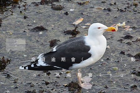 房貸逾期會(huì)影響到房產(chǎn)嗎(逾期會(huì)影響貸款買房嗎)