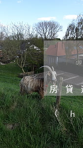 房貸逾期會(huì)收到律師函嗎(逾期會(huì)發(fā)律師函嗎)