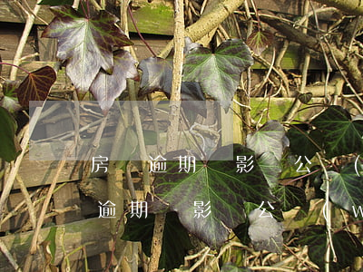 房貸逾期會影響公務(wù)員政審嗎(貸款逾期會影響公務(wù)員政審嗎)