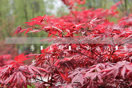房貸逾期會收到法院傳票么(房貸逾期收到傳票了)