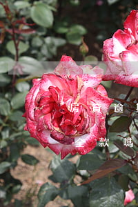 房貸逾期會讓你還全款嗎(房貸逾期會讓你還全款嗎)