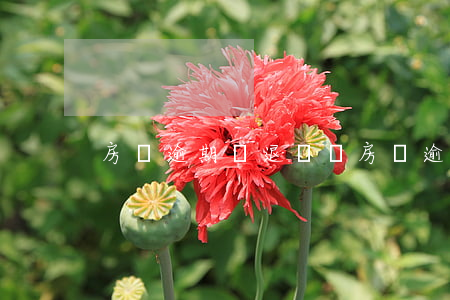 房貸逾期會退錢嗎(房貸逾期會退錢嗎)