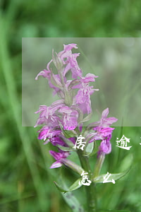 房貸逾期未還需處置如何寫請示(房貸逾期該怎么辦)