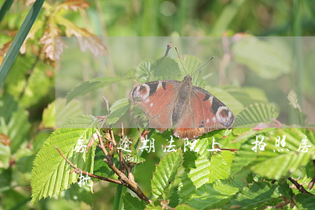房貸逾期法院上門拍照(房貸上門拍照多久審批)
