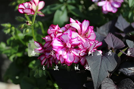房貸逾期法院判次月騰房或還款(房貸逾期累計6次會被起訴嗎)