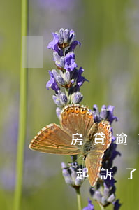 房貸逾期法院判決后還能撤回嗎(房貸逾期被起訴了,還清貸款會撤訴嗎)