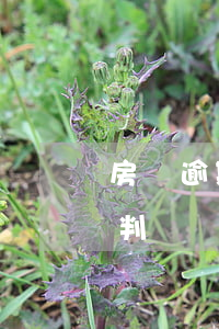 房貸逾期法院判決提前還款怎么辦(房貸逾期判決書(shū)下來(lái)要全額還怎么辦?)