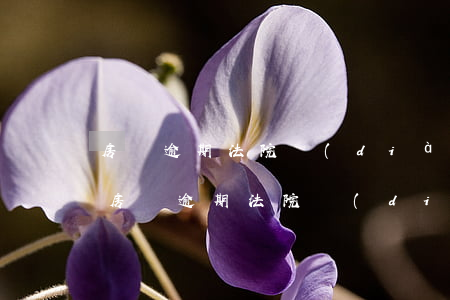 房貸逾期法院調(diào)解成功的幾率（房貸逾期法院調(diào)解）