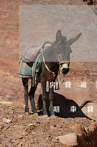 房貸逾期能不能分期車貸(房貸逾期能不能分期車貸)