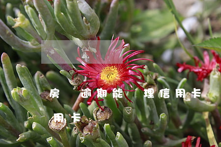 房貸逾期能辦理信用卡嗎(貸款逾期能辦理信用卡嗎)