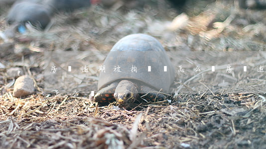 房貸逾期被拍賣會怎么樣(房貸逾期被拍賣會怎么樣)