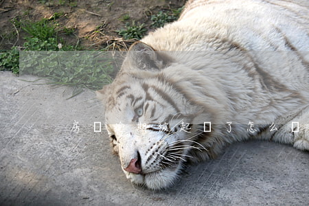 房貸逾期被起訴了怎么辦(房貸逾期多久起訴)
