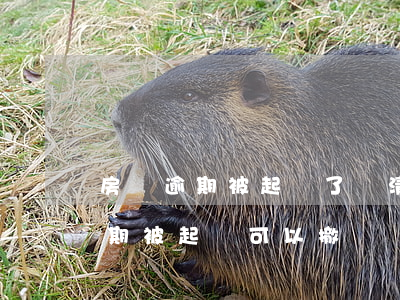 房貸逾期被起訴了,還清貸款會撤訴嗎（貸款逾期被起訴可以撤訴嗎）