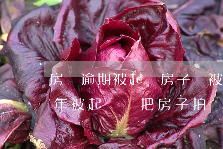 房貸逾期被起訴房子會被拍賣嗎(房貸逾期半年被起訴會把房子拍賣嗎)