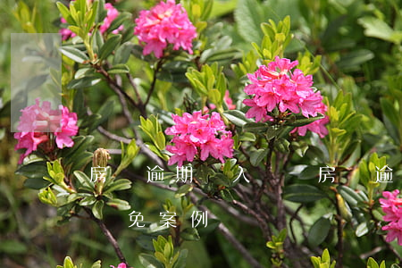 房貸逾期進入訴訟(房貸逾期訴訟費和律師費減免案例)