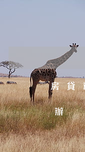 房貸逾期還不上怎么辦(逾期實在還不上怎么辦)