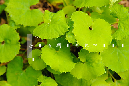 房貸逾期還有抵押車貸嗎(房貸逾期能辦車貸嗎)