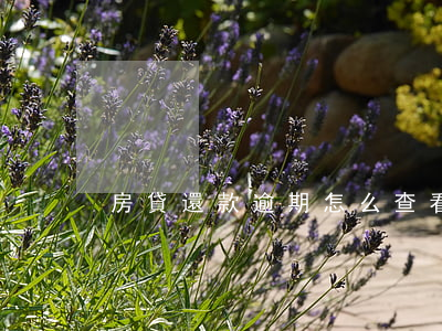 房貸還款逾期怎么查看(怎么查詢房貸逾期)