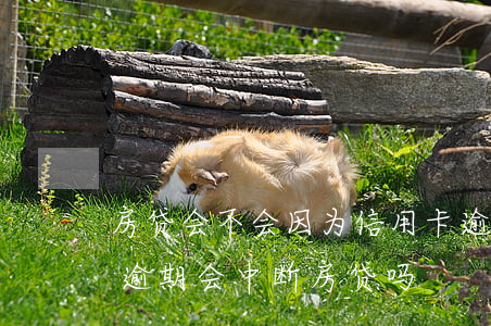 房贷会不会因为信用卡逾期提前终止（信用卡逾期会中断房贷吗）
