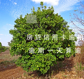房贷信用卡逾期一天算逾期吗-房贷信用卡逾期一天算逾期吗