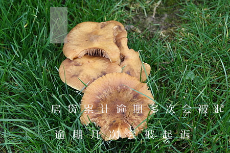 房贷累计逾期多次会被起诉-房屋按揭贷款逾期几次会被起诉