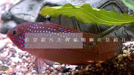 房贷超几天算逾期啊(房贷超几天算逾期啊)