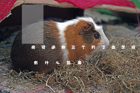 房贷逾期三个月了会怎样(房贷逾期三个月会有什么后果)