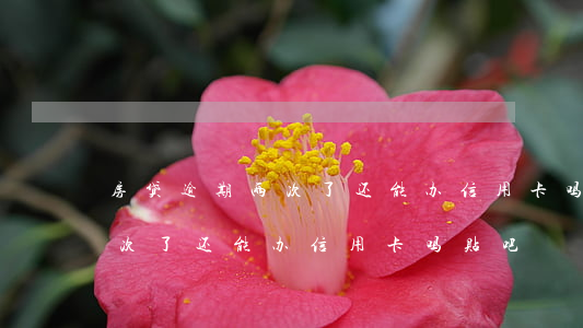 房贷逾期两次了还能办信用卡吗(房贷逾期两次了还能办信用卡吗贴吧)