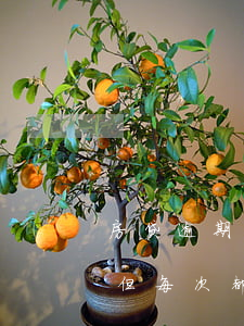 房贷逾期为什么越来越多(房贷逾期次数太多,但每次都还了)