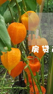 房贷逾期利率上调(房贷逾期利率上调多少)