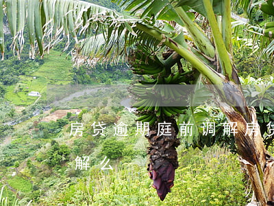 房贷逾期庭前调解（房贷逾期被起诉能庭外调解么）