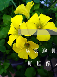 房贷逾期担保人也上征信(银行贷款,贷款人逾期,担保人会不会上征信)