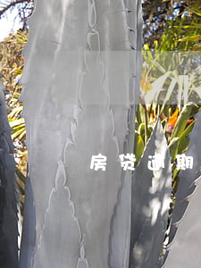 房贷逾期第一个月