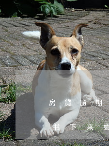 房贷逾期被起诉后全款付清-房贷逾期判决书下来要全额还怎么办?