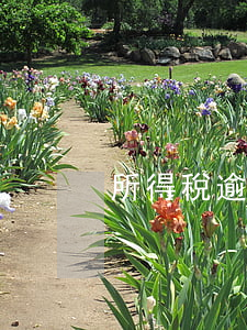 所得稅逾期