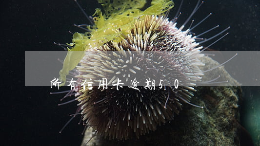所有信用卡逾期50萬
